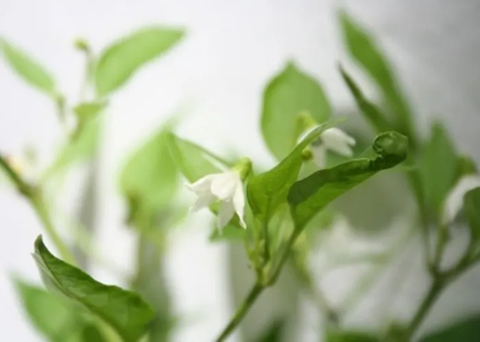 Hospederia Luis De Gongora