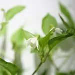 هوسبيدريا لويس دي جونجورا