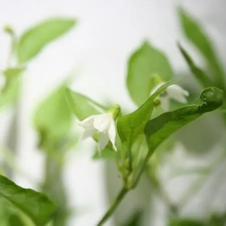 Hospederia Luis De Gongora